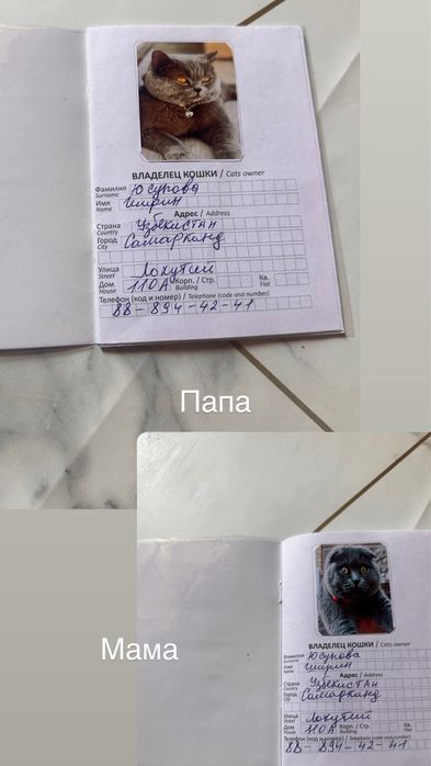 Котенок Британец