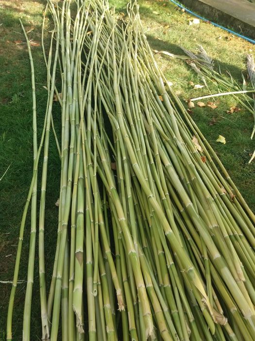 Vand BAMBUS producție 2025.