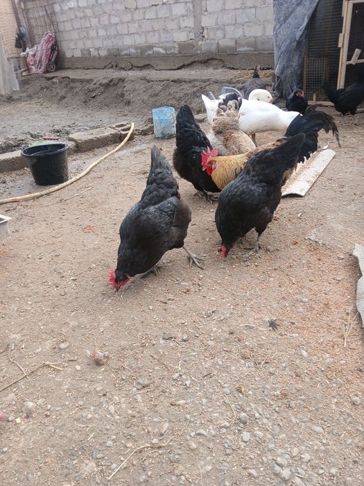 Qora tovug'lar sotiladi tuxum tug'adi narxi 150 ming donasi