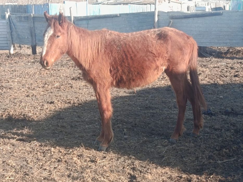 Продам лошадей срочно