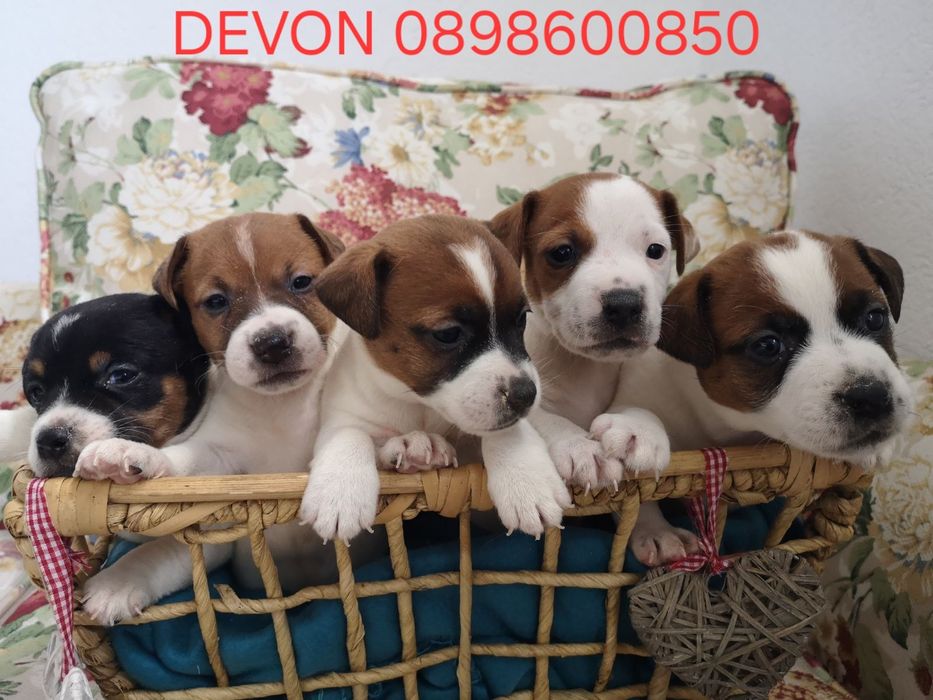 Джак Ръсел, родословие