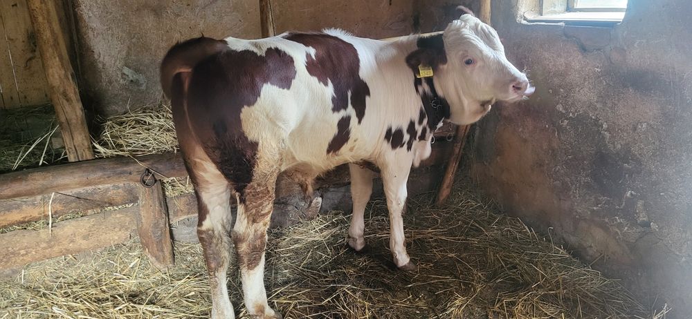 Vând vițel de 5 luni