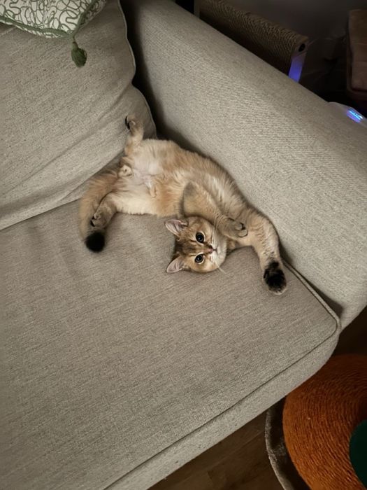 Британская кошка Скоттиш-страйт