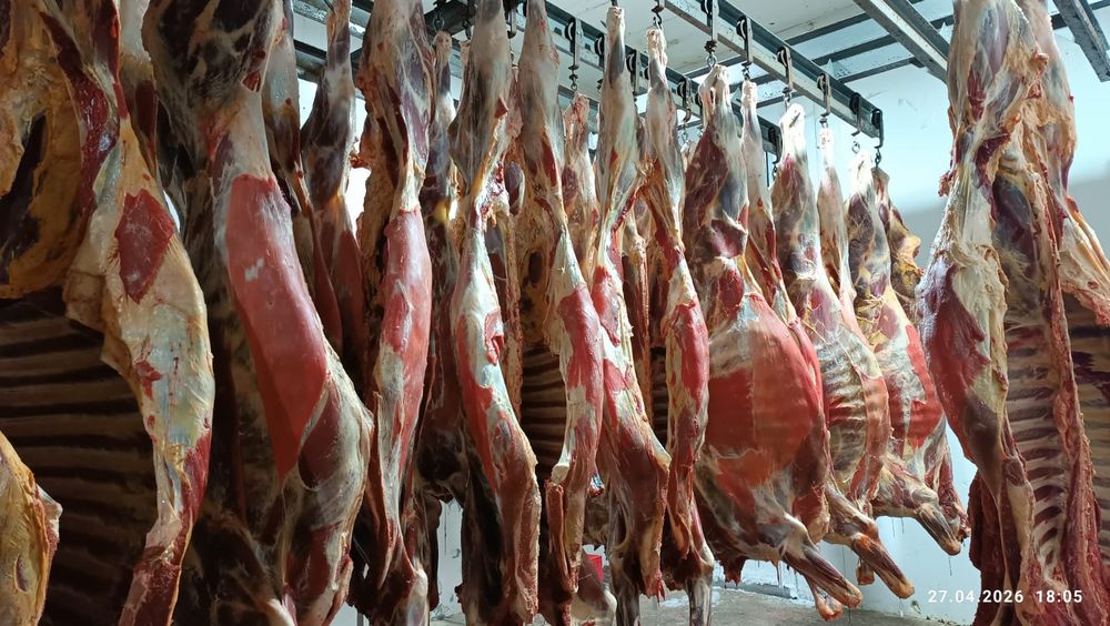 Продам мясо говядины