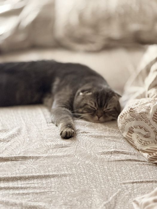 Кот шотландский