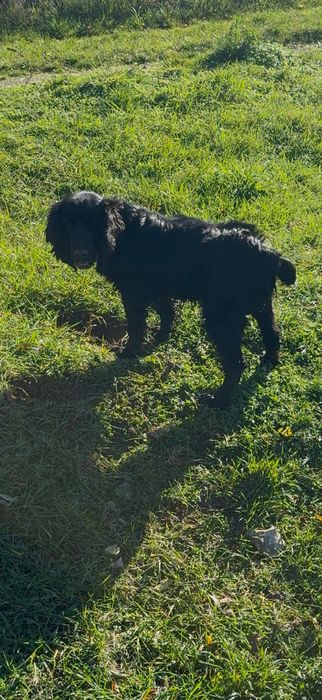 Кокер шпаньол