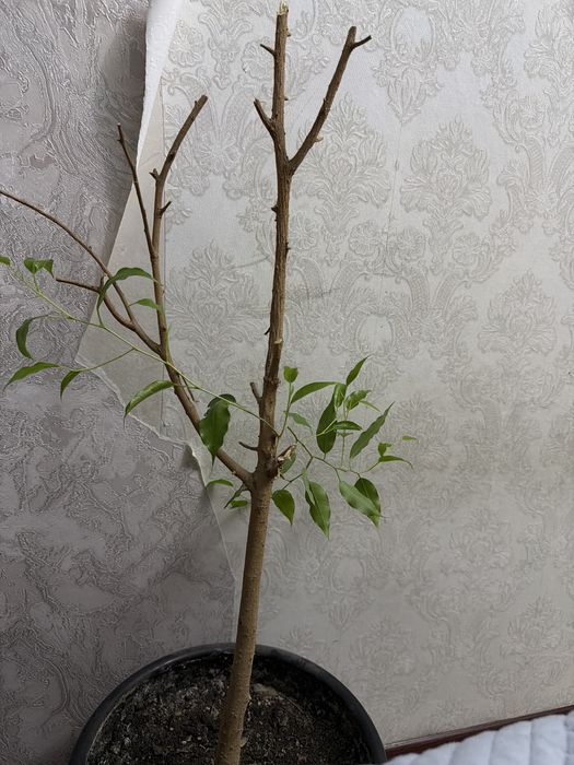 Продам фикус Бенджамина