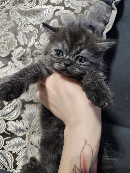 Породистые котята