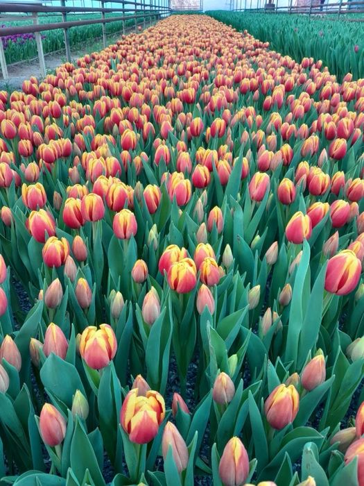 Тюльпаны оптом, крупные, разных расцветок