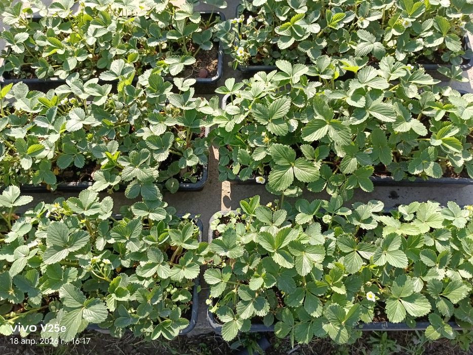 Клубника рассада