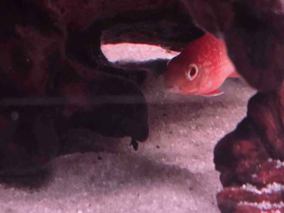 Красная орхидея, альбинос