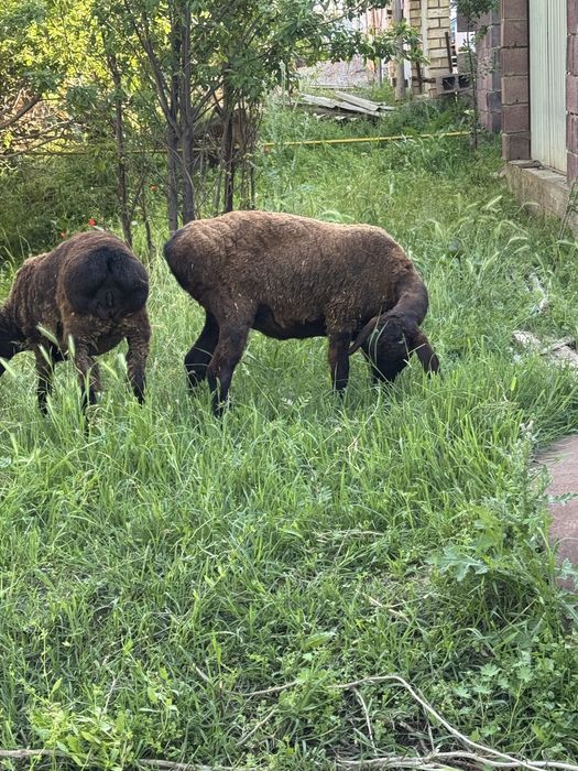 Қой сатылады Продам баранов