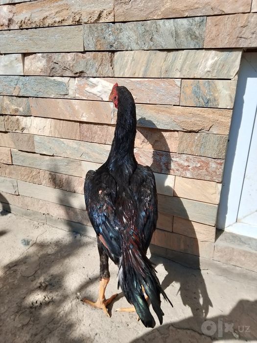 Dakan juja sotiladi