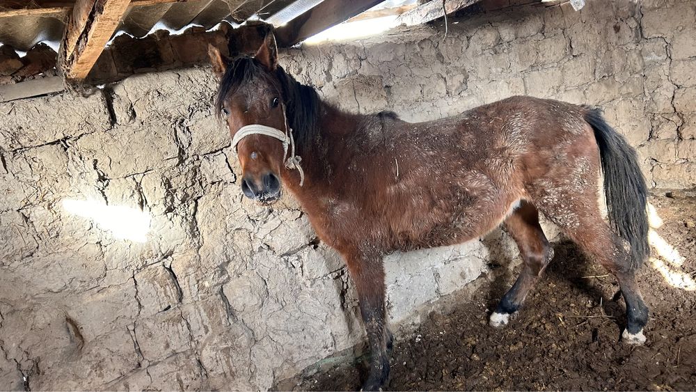 Срочно сатылады жылкы 1,5 жасар багасы 560000