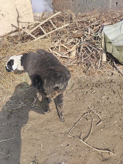 Кучкор сотилади бокилган чиб ичиши эур