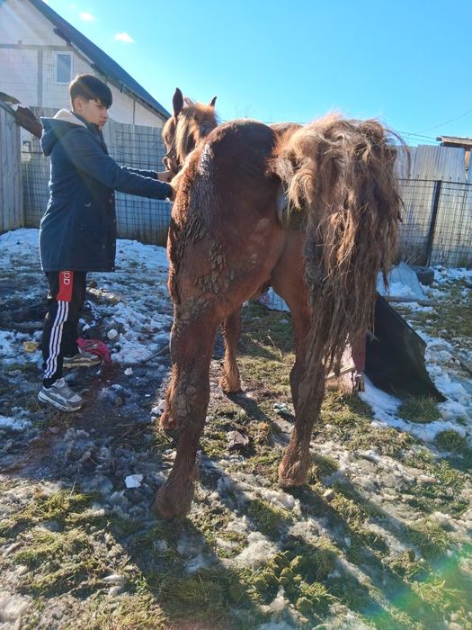 Vând mânz de un an fff cuminte și blând