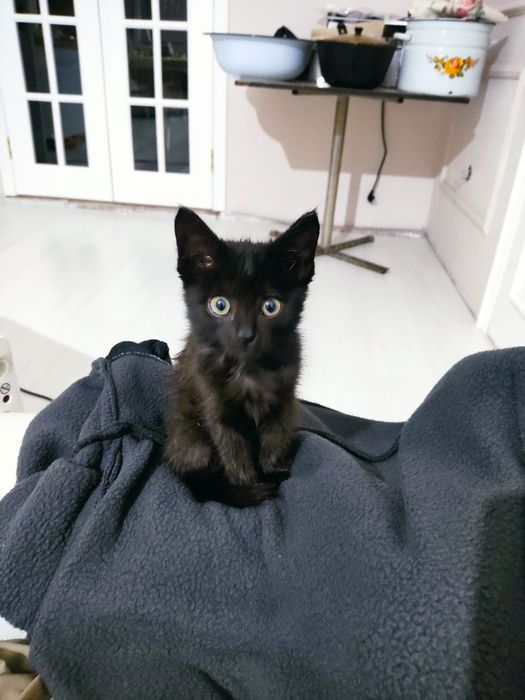Отдам хорошую котёнка!