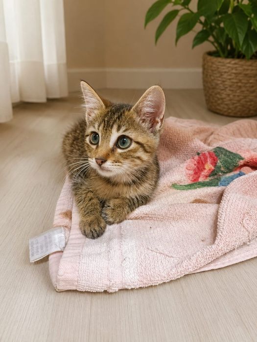 Котик в добрые руки
