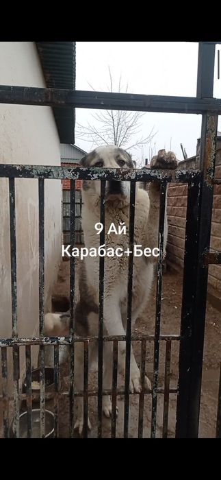 Звоните Видео Есть