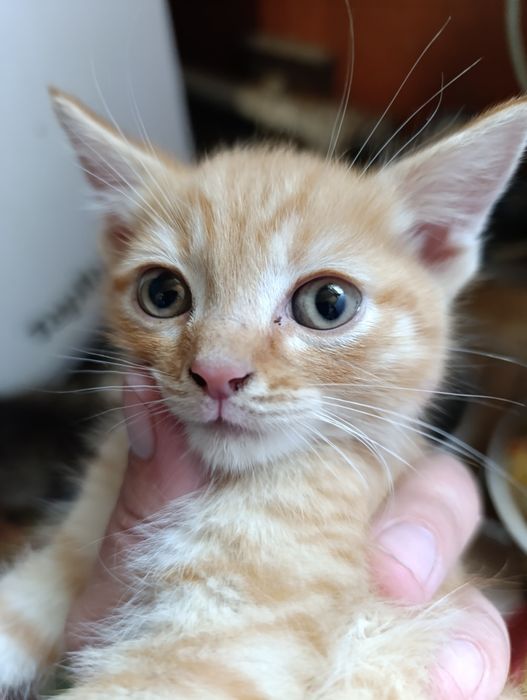 Котята крысоловы шикарные