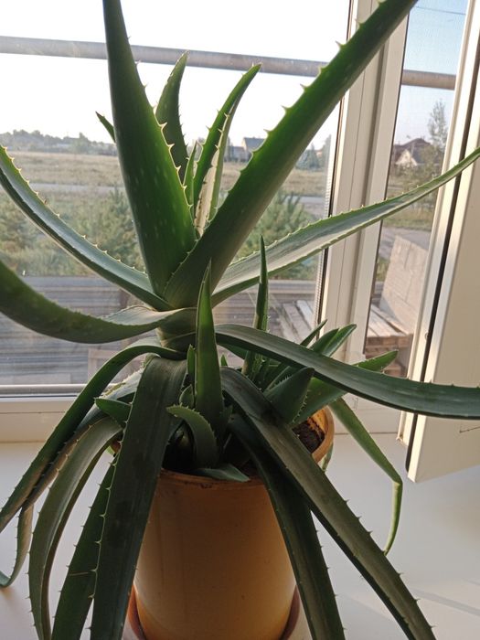 Продам алоэ Вера.