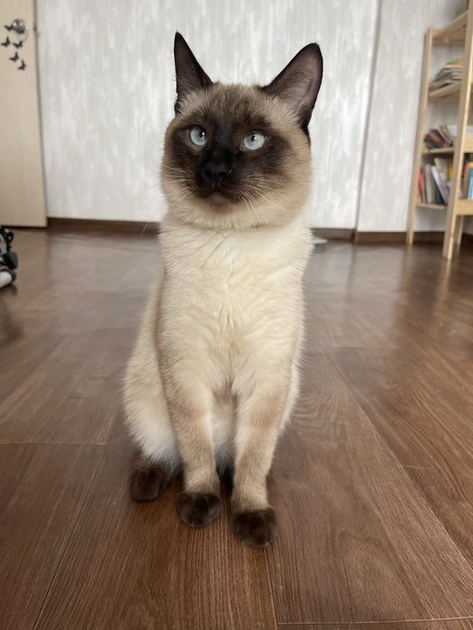 Кот и кошка добрые руки