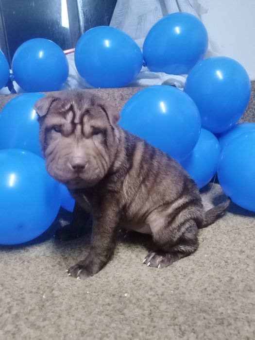 Щенки шарпеи чистокровные