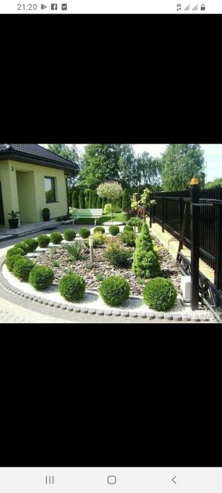 Vând plante ornamente diferite specii