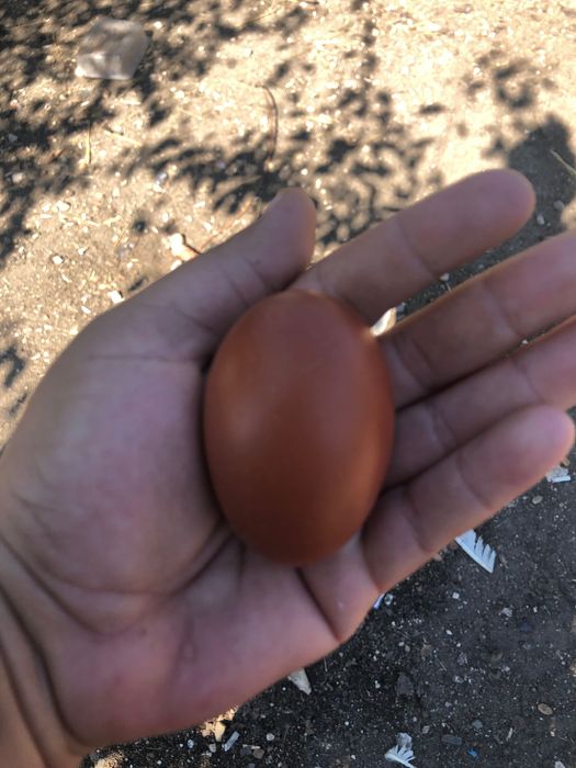 Ouă Marans si Australop pentru incubat