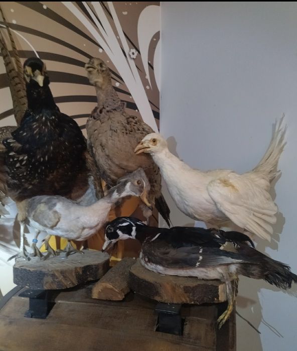 Păsări  împăiate