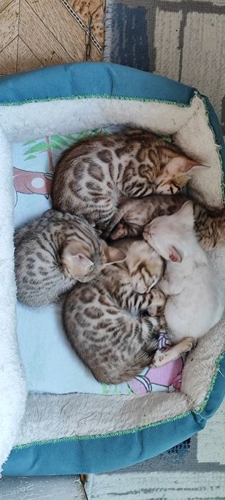Продаются бенгальские котята