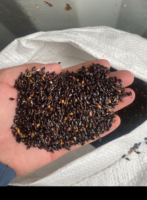 Суданка,суданская трава семена