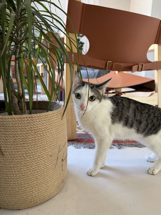 Котенок ЛАЙМА. 8 месяцев