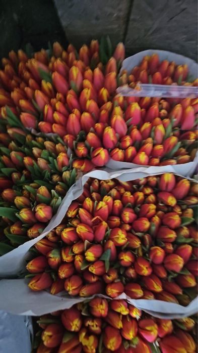 Тюльпаны из Голландии оптом