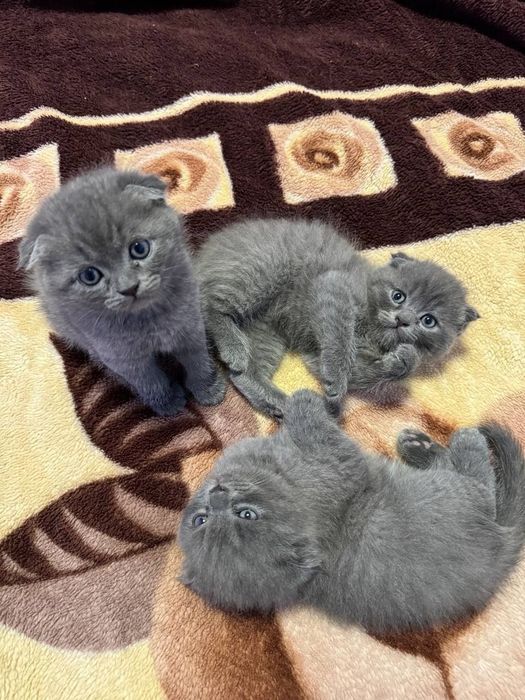 Вислоухие Шотландские котята