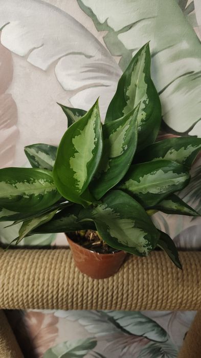 Комнатные растения