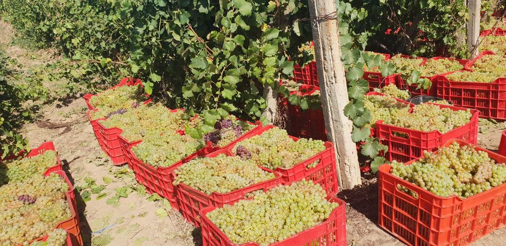 Struguri de vin – soiuri de calitate – pret foarte bun!