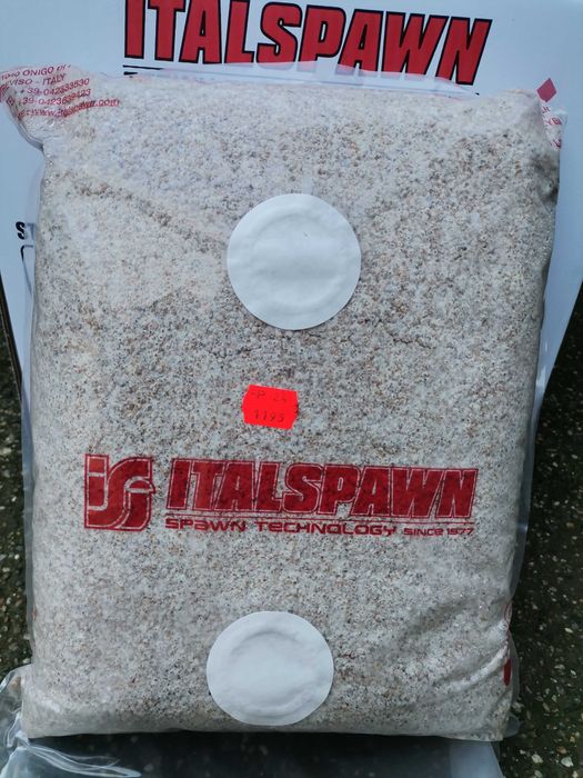 Miceliu pt. ciuperci Pleurotus-Champignon-Shiitake