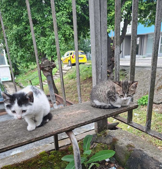 Котета търсят дом