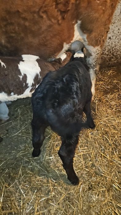 Vand viței de lapte