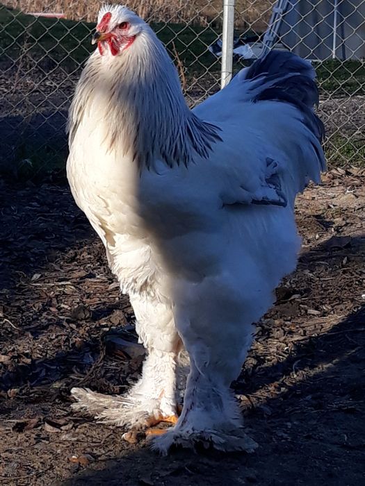Vînd ouă găini rasă brahma herminat deschis