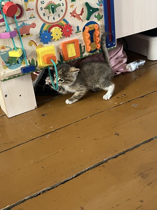 Отдам в хорошие руки