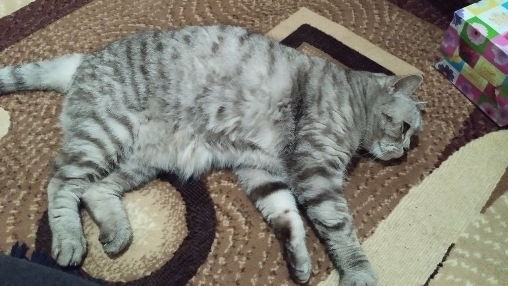 Отдам кота британца