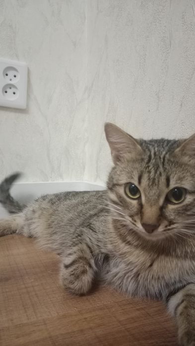 Домашний кошка отдается бесплатно