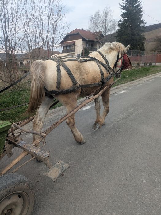Vând cal castrat de șase ani