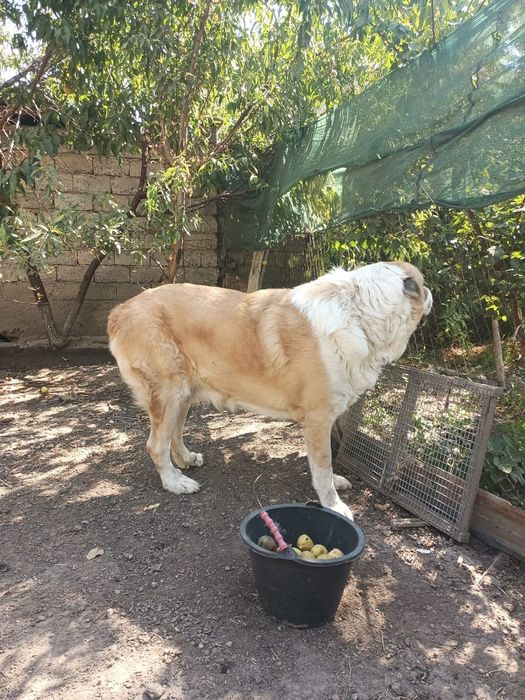 Собака     Алабай