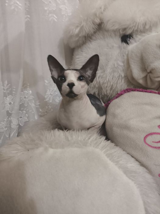 Продаётся канадский сфинкс