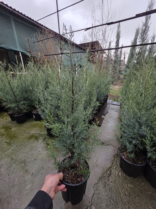 Arizonskiy kiparis Italiya