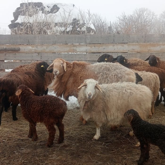 Арашан қошқар сатамын