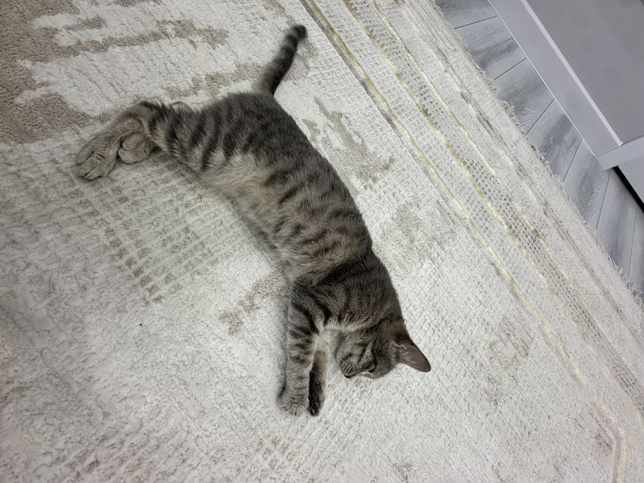 котенок в добрые руки